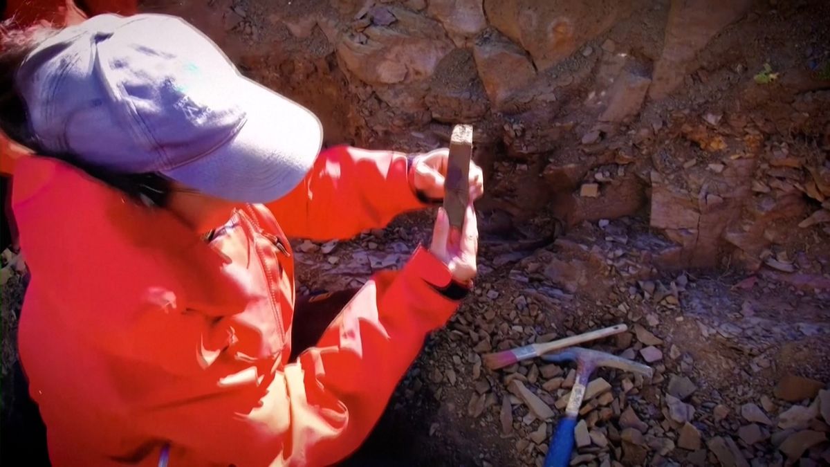 Na jihu Chile nečekaně našli opeřené dinosaury i megaraptory
